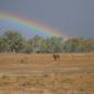 the outback